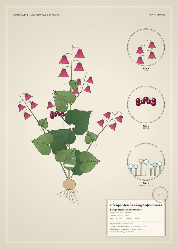 Botanische Tafel: Eisighofenia eisighofenensis, eine erfundene Pflanze aus Eisighofen, gezeichnet wie in einem alten Pflanzenatlas