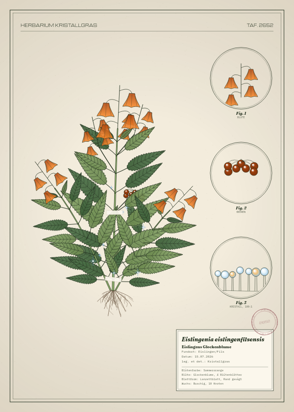 Botanische Tafel: Eislingenia eislingenfilsensis, eine erfundene Pflanze aus Eislingen/Fils, gezeichnet wie in einem alten Pflanzenatlas