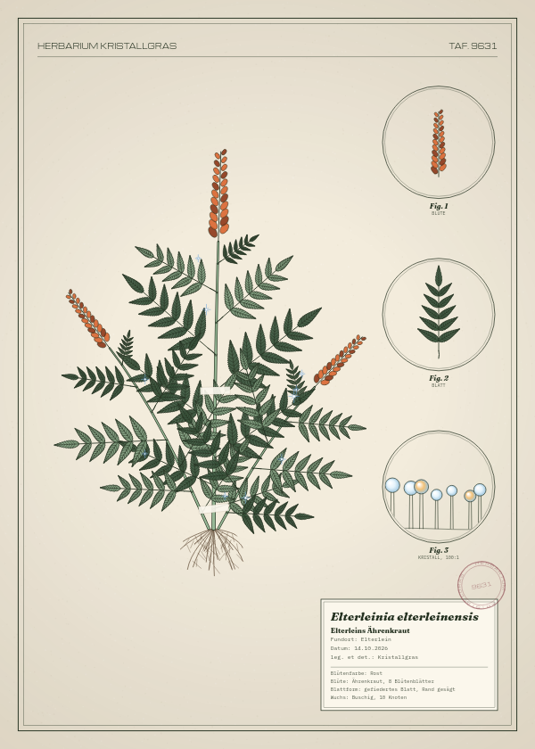 Botanische Tafel: Elterleinia elterleinensis, eine erfundene Pflanze aus Elterlein, gezeichnet wie in einem alten Pflanzenatlas