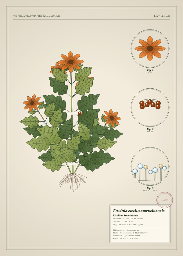 Botanische Tafel: Eltvillia eltvilleamrheinensis, eine erfundene Pflanze aus Eltville am Rhein, gezeichnet wie in einem alten Pflanzenatlas