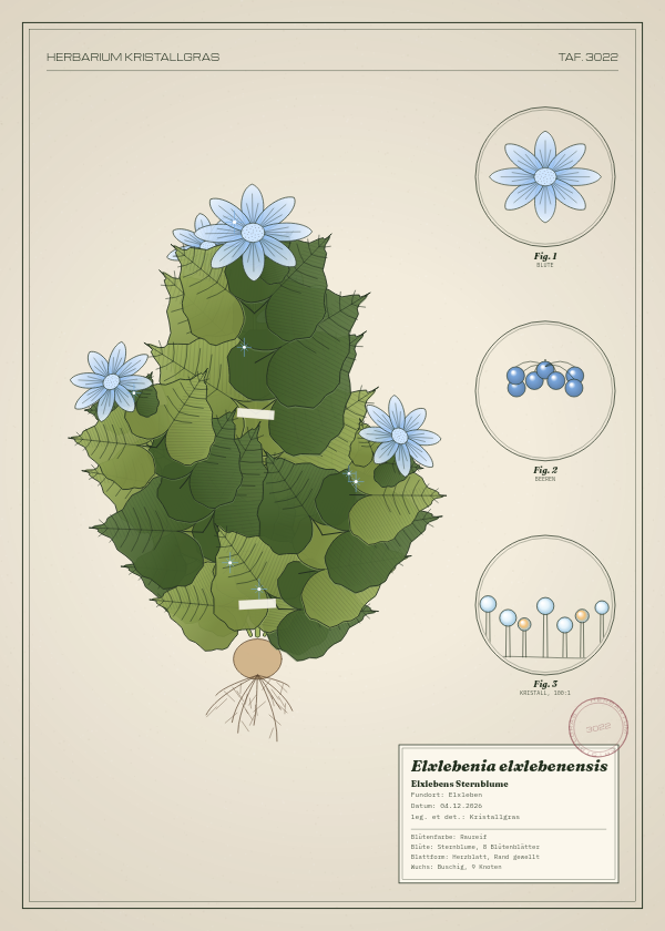 Botanische Tafel: Elxlebenia elxlebenensis, eine erfundene Pflanze aus Elxleben, gezeichnet wie in einem alten Pflanzenatlas