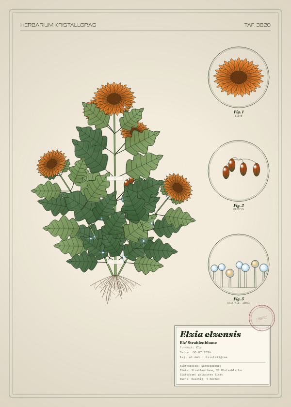 Botanische Tafel: Elzia elzensis, eine erfundene Pflanze aus Elz, gezeichnet wie in einem alten Pflanzenatlas