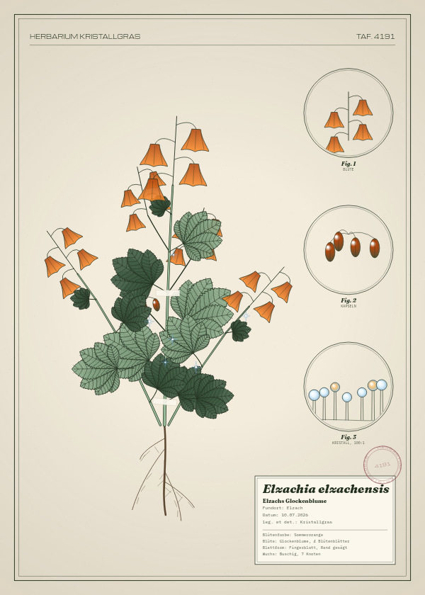 Botanische Tafel: Elzachia elzachensis, eine erfundene Pflanze aus Elzach, gezeichnet wie in einem alten Pflanzenatlas