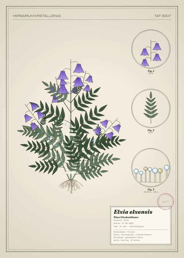 Botanische Tafel: Elzia elzensis, eine erfundene Pflanze aus Elze, gezeichnet wie in einem alten Pflanzenatlas