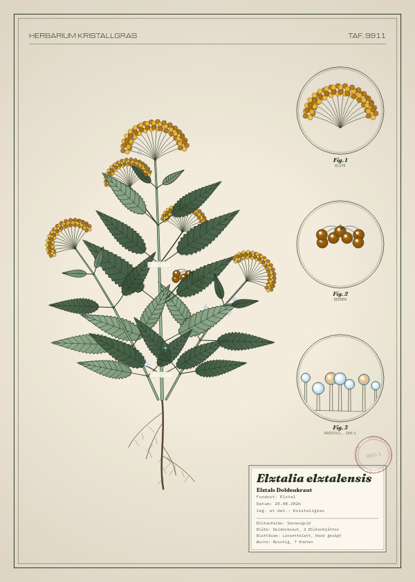 Botanische Tafel: Elztalia elztalensis, eine erfundene Pflanze aus Elztal, gezeichnet wie in einem alten Pflanzenatlas