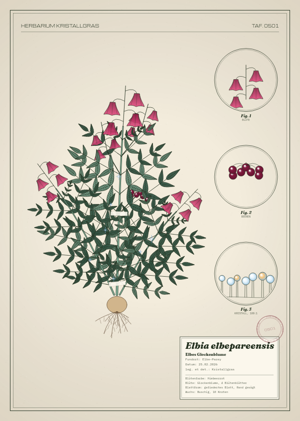 Botanische Tafel: Elbia elbepareensis, eine erfundene Pflanze aus Elbe-Parey, gezeichnet wie in einem alten Pflanzenatlas