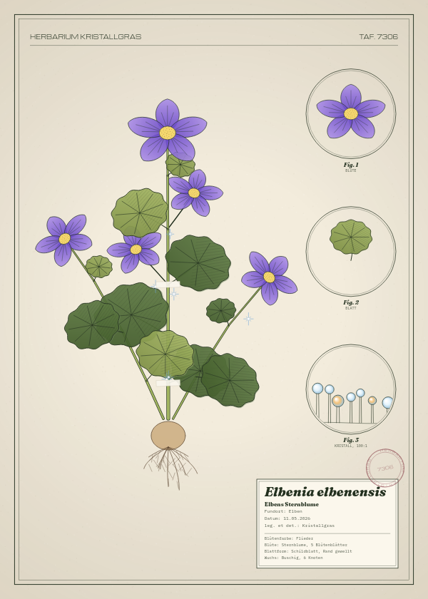 Botanische Tafel: Elbenia elbenensis, eine erfundene Pflanze aus Elben, gezeichnet wie in einem alten Pflanzenatlas