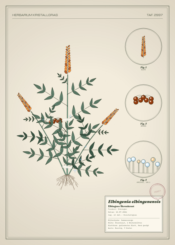 Botanische Tafel: Elbingenia elbingenensis, eine erfundene Pflanze aus Elbingen, gezeichnet wie in einem alten Pflanzenatlas