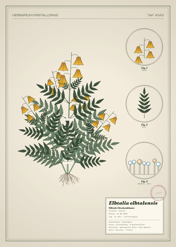 Botanische Tafel: Elbtalia elbtalensis, eine erfundene Pflanze aus Elbtal, gezeichnet wie in einem alten Pflanzenatlas