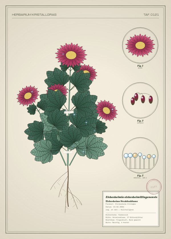 Botanische Tafel: Elchesheimia elchesheimillingenensis, eine erfundene Pflanze aus Elchesheim-Illingen, gezeichnet wie in einem alten Pflanzenatlas
