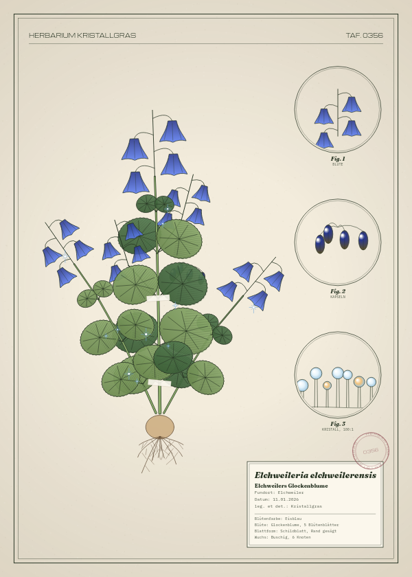 Botanische Tafel: Elchweileria elchweilerensis, eine erfundene Pflanze aus Elchweiler, gezeichnet wie in einem alten Pflanzenatlas