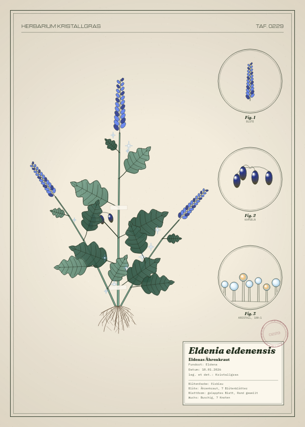 Botanische Tafel: Eldenia eldenensis, eine erfundene Pflanze aus Eldena, gezeichnet wie in einem alten Pflanzenatlas