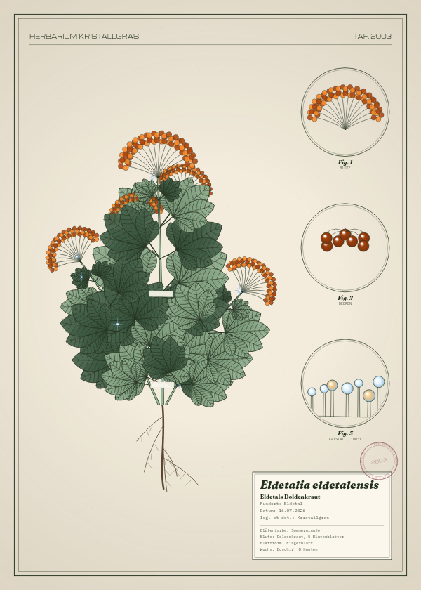 Botanische Tafel: Eldetalia eldetalensis, eine erfundene Pflanze aus Eldetal, gezeichnet wie in einem alten Pflanzenatlas