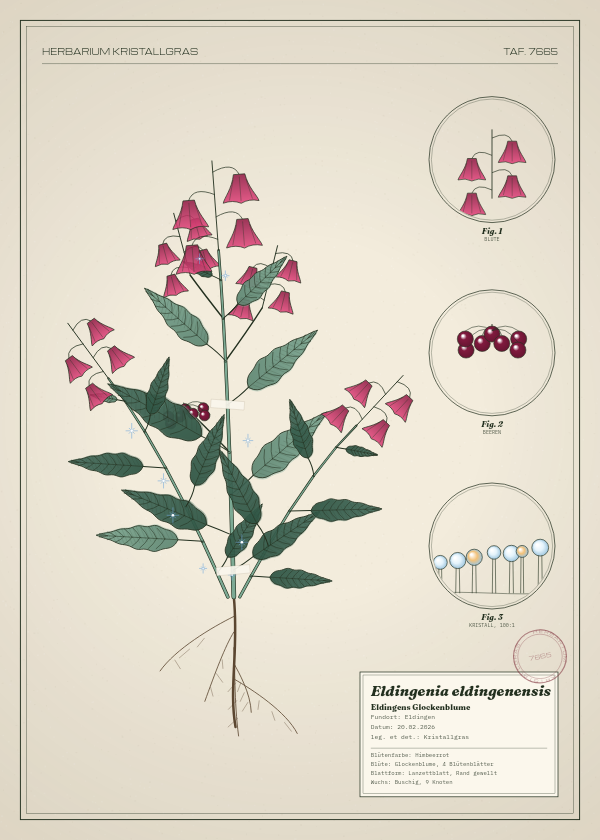Botanische Tafel: Eldingenia eldingenensis, eine erfundene Pflanze aus Eldingen, gezeichnet wie in einem alten Pflanzenatlas