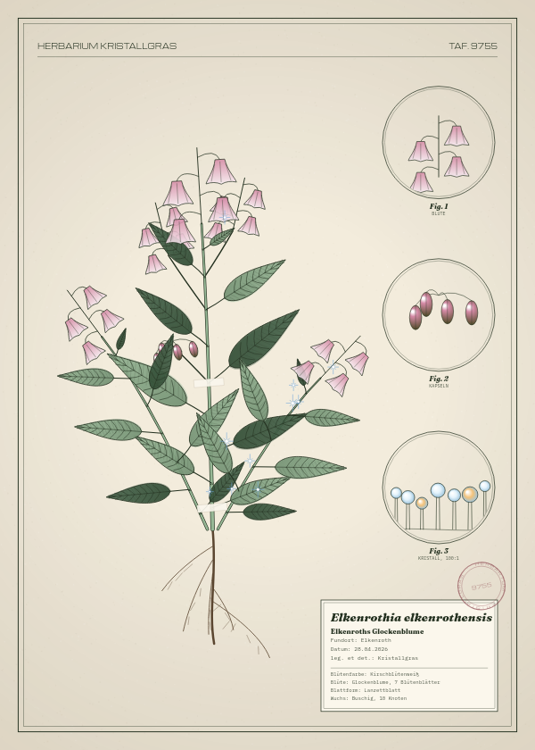 Botanische Tafel: Elkenrothia elkenrothensis, eine erfundene Pflanze aus Elkenroth, gezeichnet wie in einem alten Pflanzenatlas