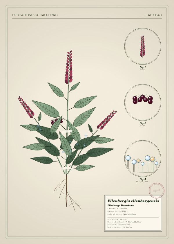 Botanische Tafel: Ellenbergia ellenbergensis, eine erfundene Pflanze aus Ellenberg, gezeichnet wie in einem alten Pflanzenatlas