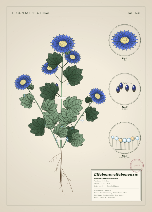 Botanische Tafel: Ellebenia ellebenensis, eine erfundene Pflanze aus Elleben, gezeichnet wie in einem alten Pflanzenatlas