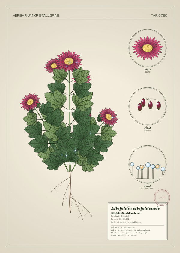 Botanische Tafel: Ellefeldia ellefeldensis, eine erfundene Pflanze aus Ellefeld, gezeichnet wie in einem alten Pflanzenatlas