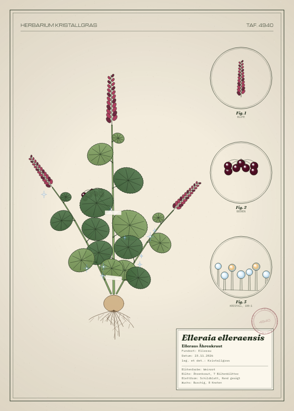 Botanische Tafel: Elleraia elleraensis, eine erfundene Pflanze aus Ellerau, gezeichnet wie in einem alten Pflanzenatlas