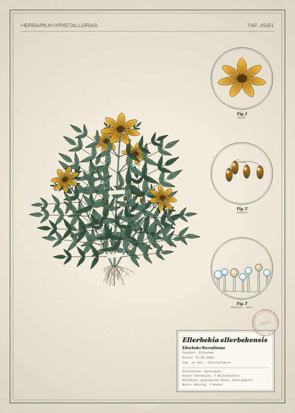 Botanische Tafel: Ellerbekia ellerbekensis, eine erfundene Pflanze aus Ellerbek, gezeichnet wie in einem alten Pflanzenatlas