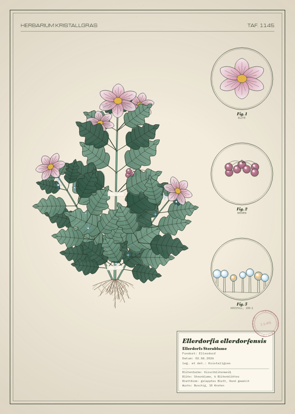 Botanische Tafel: Ellerdorfia ellerdorfensis, eine erfundene Pflanze aus Ellerdorf, gezeichnet wie in einem alten Pflanzenatlas