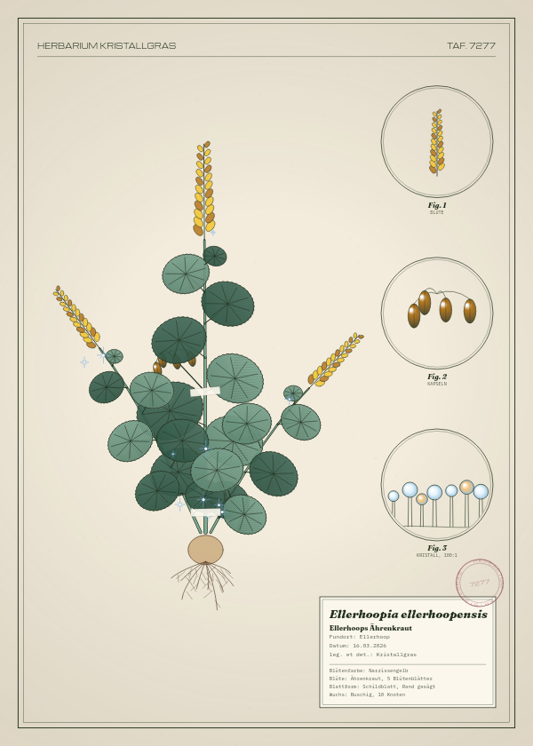 Botanische Tafel: Ellerhoopia ellerhoopensis, eine erfundene Pflanze aus Ellerhoop, gezeichnet wie in einem alten Pflanzenatlas