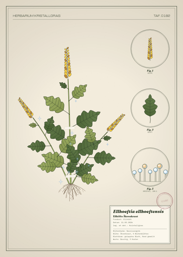 Botanische Tafel: Ellhoeftia ellhoeftensis, eine erfundene Pflanze aus Ellhöft, gezeichnet wie in einem alten Pflanzenatlas