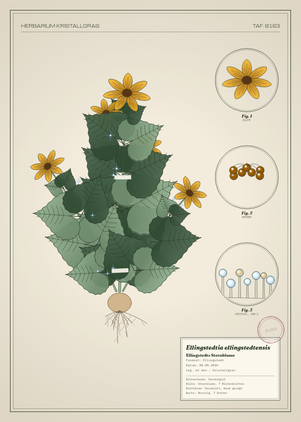 Botanische Tafel: Ellingstedtia ellingstedtensis, eine erfundene Pflanze aus Ellingstedt, gezeichnet wie in einem alten Pflanzenatlas