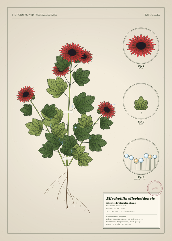Botanische Tafel: Ellscheidia ellscheidensis, eine erfundene Pflanze aus Ellscheid, gezeichnet wie in einem alten Pflanzenatlas