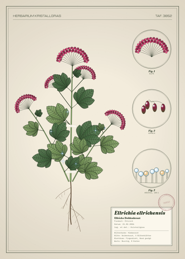 Botanische Tafel: Ellrichia ellrichensis, eine erfundene Pflanze aus Ellrich, gezeichnet wie in einem alten Pflanzenatlas