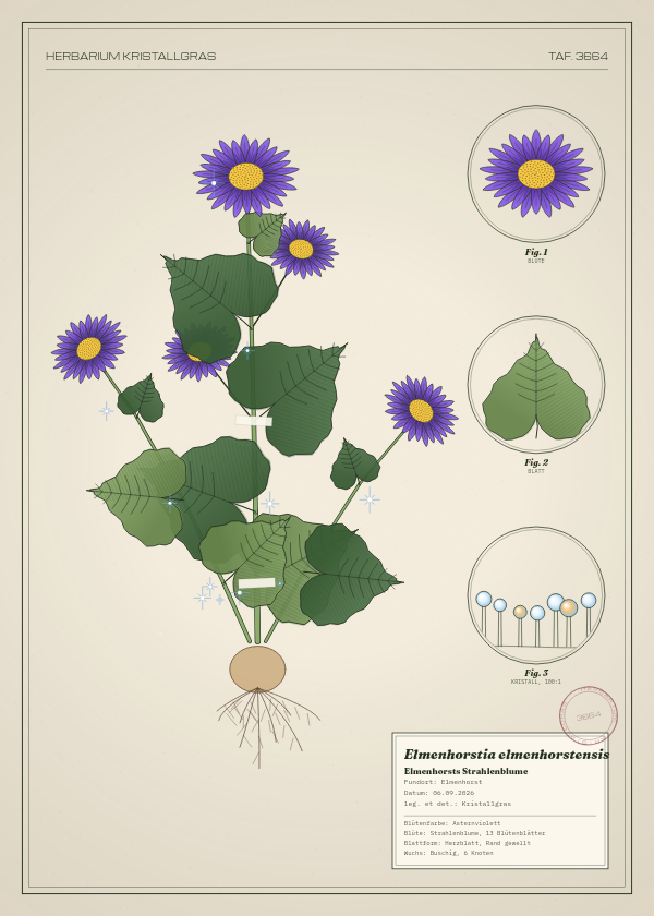 Botanische Tafel: Elmenhorstia elmenhorstensis, eine erfundene Pflanze aus Elmenhorst, gezeichnet wie in einem alten Pflanzenatlas
