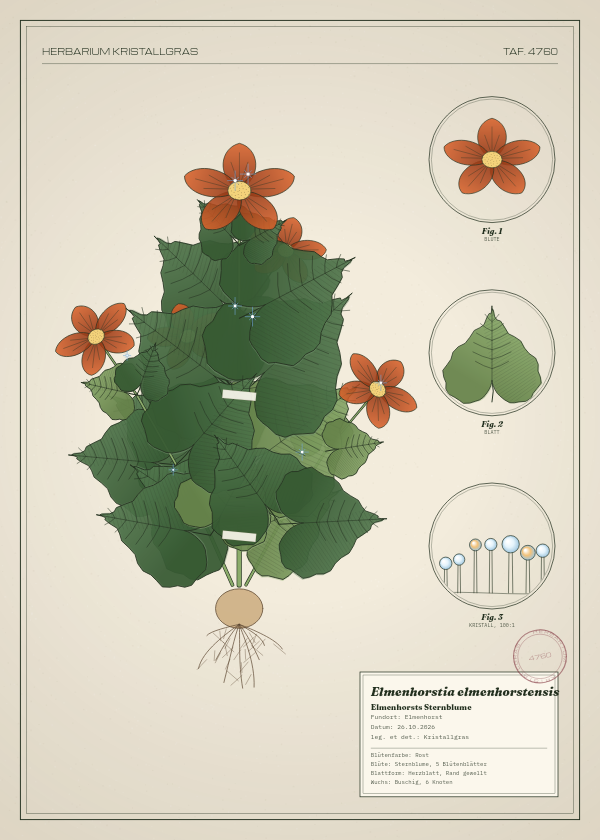 Botanische Tafel: Elmenhorstia elmenhorstensis, eine erfundene Pflanze aus Elmenhorst, gezeichnet wie in einem alten Pflanzenatlas