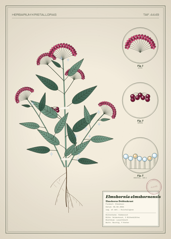 Botanische Tafel: Elmshornia elmshornensis, eine erfundene Pflanze aus Elmshorn, gezeichnet wie in einem alten Pflanzenatlas