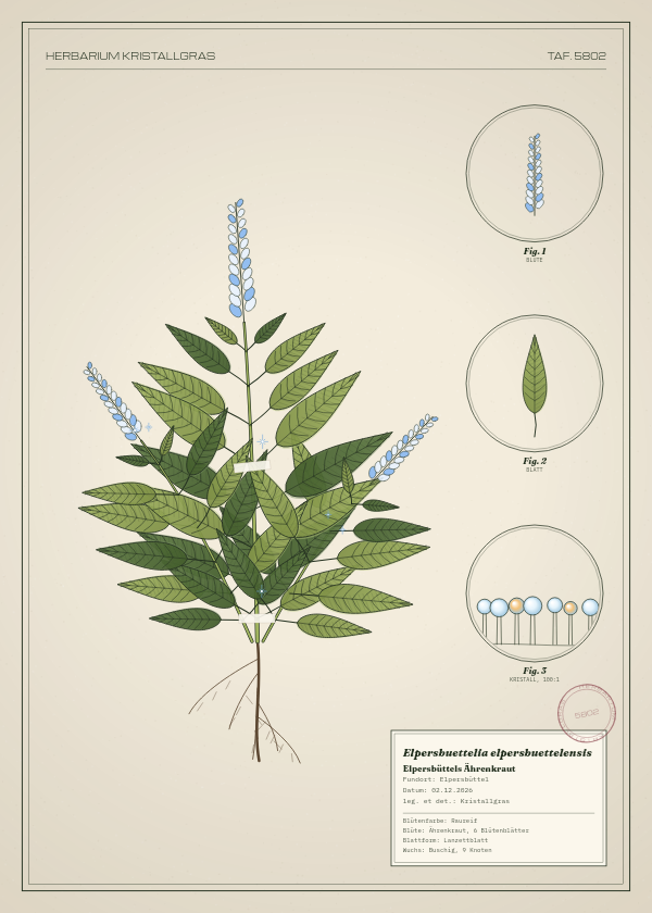 Botanische Tafel: Elpersbuettelia elpersbuettelensis, eine erfundene Pflanze aus Elpersbüttel, gezeichnet wie in einem alten Pflanzenatlas