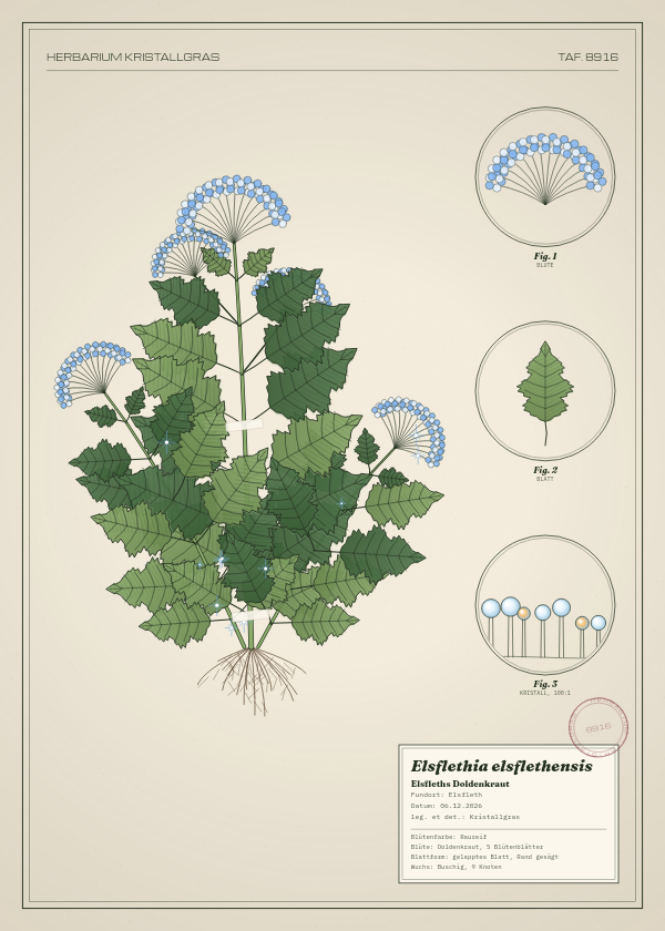 Botanische Tafel: Elsflethia elsflethensis, eine erfundene Pflanze aus Elsfleth, gezeichnet wie in einem alten Pflanzenatlas