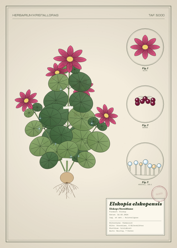 Botanische Tafel: Elskopia elskopensis, eine erfundene Pflanze aus Elskop, gezeichnet wie in einem alten Pflanzenatlas