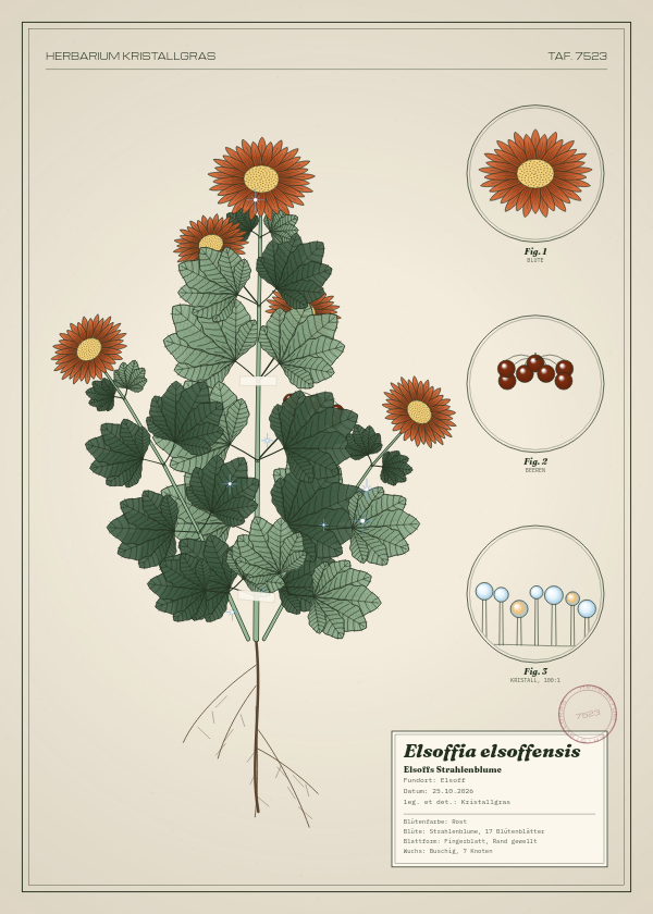 Botanische Tafel: Elsoffia elsoffensis, eine erfundene Pflanze aus Elsoff, gezeichnet wie in einem alten Pflanzenatlas
