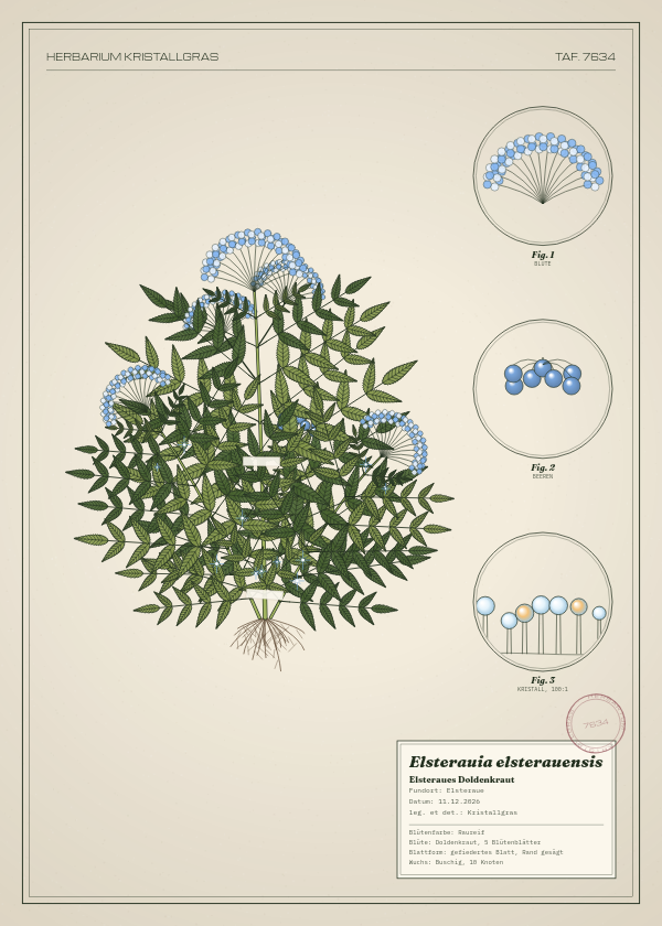 Botanische Tafel: Elsterauia elsterauensis, eine erfundene Pflanze aus Elsteraue, gezeichnet wie in einem alten Pflanzenatlas