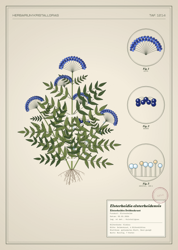 Botanische Tafel: Elsterheidia elsterheidensis, eine erfundene Pflanze aus Elsterheide, gezeichnet wie in einem alten Pflanzenatlas