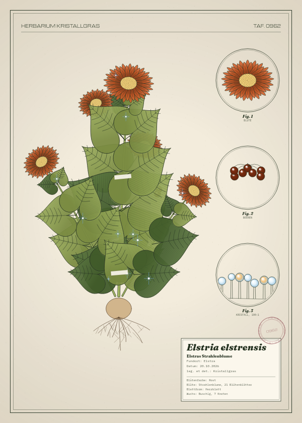 Botanische Tafel: Elstria elstrensis, eine erfundene Pflanze aus Elstra, gezeichnet wie in einem alten Pflanzenatlas