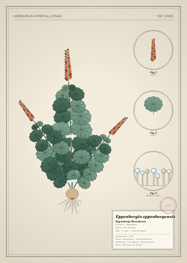 Botanische Tafel: Eppenbergia eppenbergensis, eine erfundene Pflanze aus Eppenberg, gezeichnet wie in einem alten Pflanzenatlas