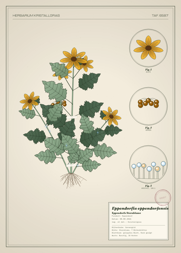 Botanische Tafel: Eppendorfia eppendorfensis, eine erfundene Pflanze aus Eppendorf, gezeichnet wie in einem alten Pflanzenatlas