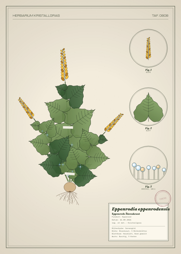 Botanische Tafel: Eppenrodia eppenrodensis, eine erfundene Pflanze aus Eppenrod, gezeichnet wie in einem alten Pflanzenatlas