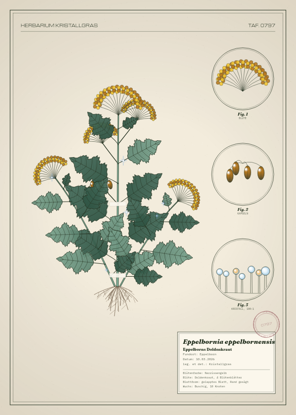 Botanische Tafel: Eppelbornia eppelbornensis, eine erfundene Pflanze aus Eppelborn, gezeichnet wie in einem alten Pflanzenatlas