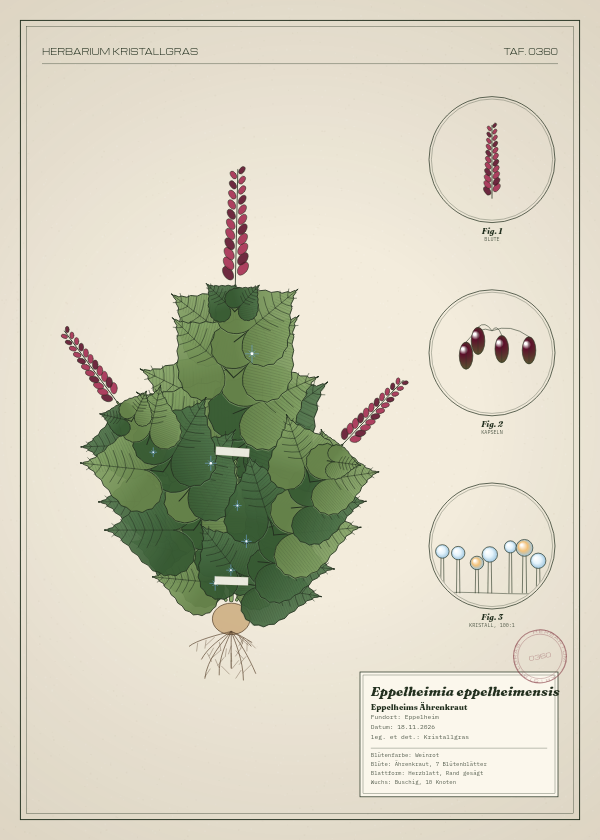 Botanische Tafel: Eppelheimia eppelheimensis, eine erfundene Pflanze aus Eppelheim, gezeichnet wie in einem alten Pflanzenatlas