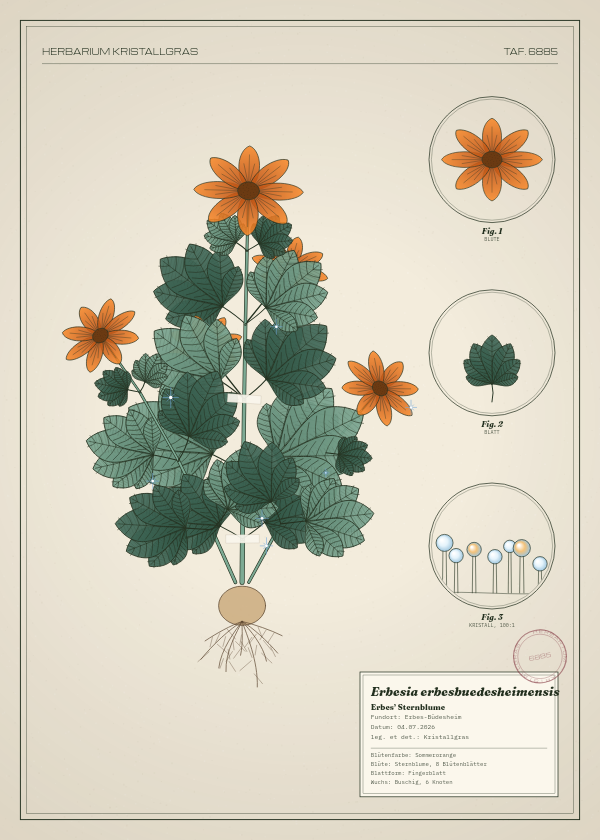 Botanische Tafel: Erbesia erbesbuedesheimensis, eine erfundene Pflanze aus Erbes-Büdesheim, gezeichnet wie in einem alten Pflanzenatlas