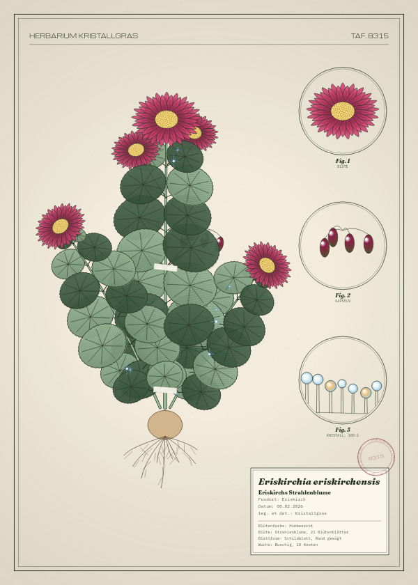 Botanische Tafel: Eriskirchia eriskirchensis, eine erfundene Pflanze aus Eriskirch, gezeichnet wie in einem alten Pflanzenatlas