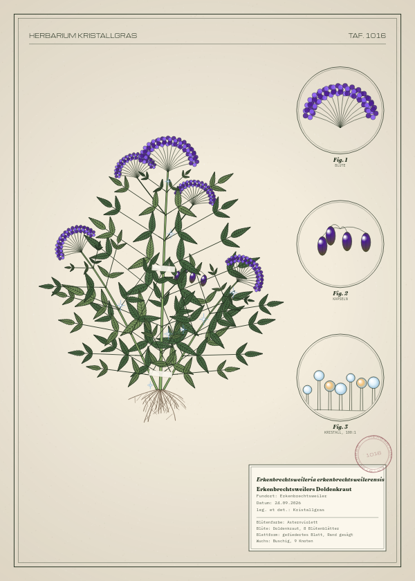 Botanische Tafel: Erkenbrechtsweileria erkenbrechtsweilerensis, eine erfundene Pflanze aus Erkenbrechtsweiler, gezeichnet wie in einem alten Pflanzenatlas