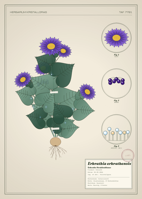 Botanische Tafel: Erkrathia erkrathensis, eine erfundene Pflanze aus Erkrath, gezeichnet wie in einem alten Pflanzenatlas