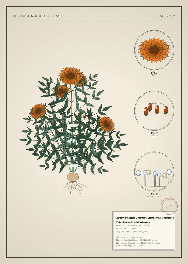 Botanische Tafel: Erlenbachia erlenbachbeikandelensis, eine erfundene Pflanze aus Erlenbach bei Kandel, gezeichnet wie in einem alten Pflanzenatlas